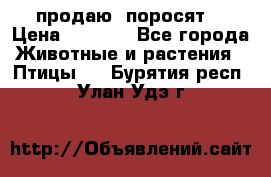 продаю  поросят  › Цена ­ 1 000 - Все города Животные и растения » Птицы   . Бурятия респ.,Улан-Удэ г.